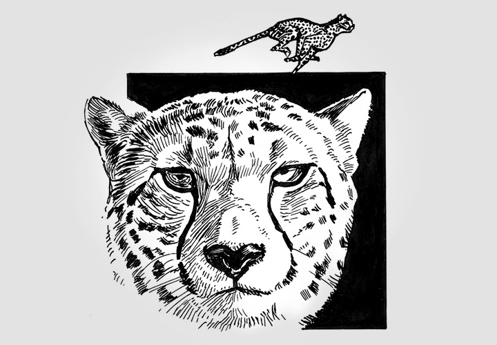 Illustration d'un guépard