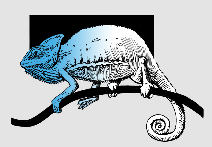 Illustration d'un caméléon